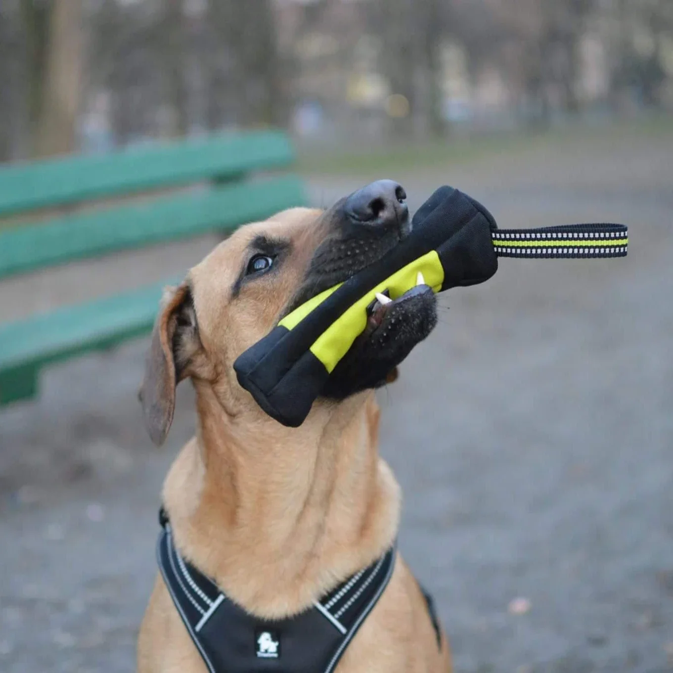 Truelove Dog Training Retrieve - Quality Food Snacks ulasan dan harga